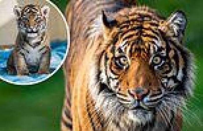 Rare Sumatran tiger brought to zoo for breeding program killed by her would-be ...