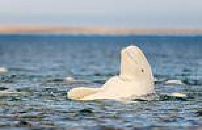 Lone beluga whale is spotted swimming 1,500 miles from the nearest population