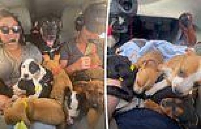 Animal lovers cram small plane with 27 puppies on mission to save them from ...