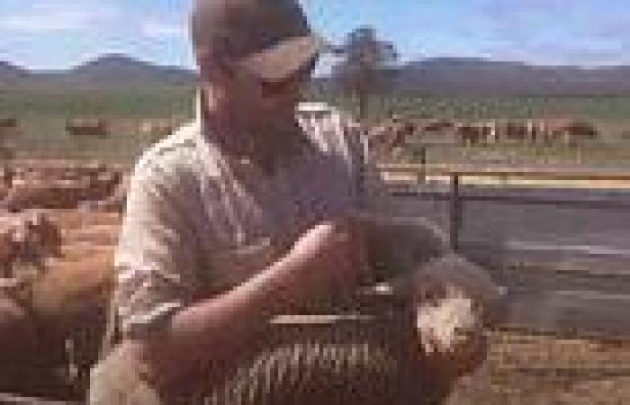Farmer vows five-legged sheep whose extra limb looks like a MULLET will be ...