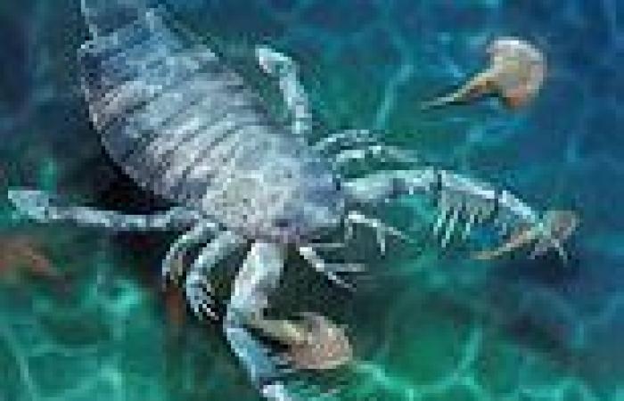 Fossils: Scary dog-sized SEA SCORPION swam the waters of what is now China 435 ...