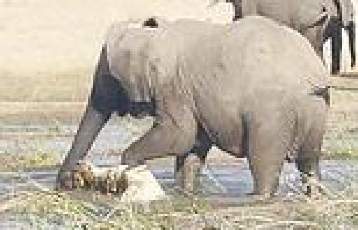 Moment a mother elephant stamps a crocodile to death as it stalks her calf in ...