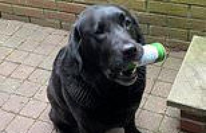 Woman's best friend! Clever Labrador fetches drink for his owner when she say ...