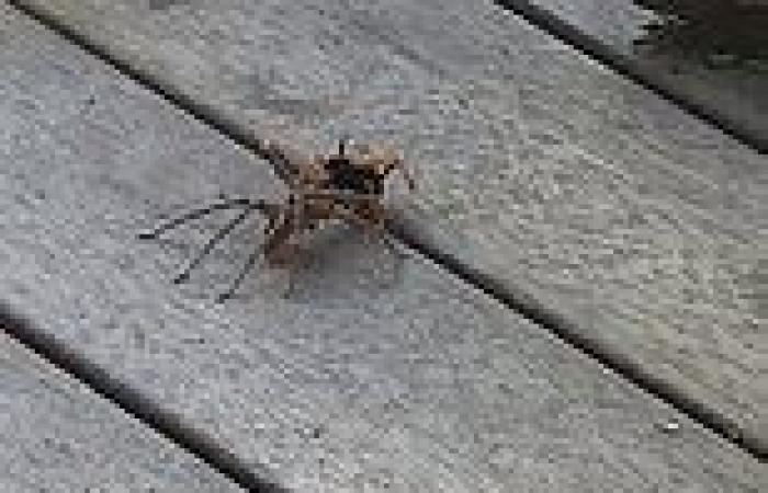 Only in Australia: Video shows a wasp battling a huntsman spider