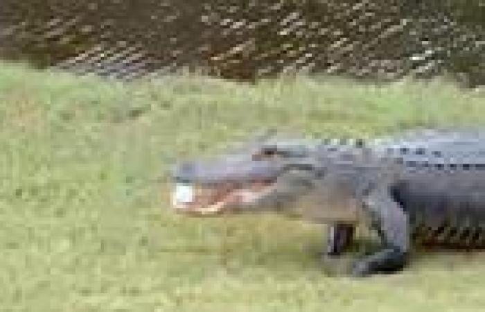 Mississippi alligator steals golfer's ball and swims off with it [Video]