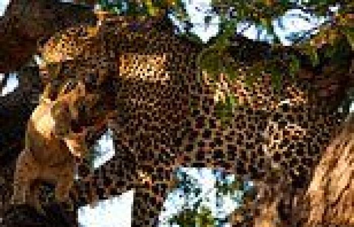 Leopard snatches lion cub from mother and EATS it in Tanzania's Ruaha National ...