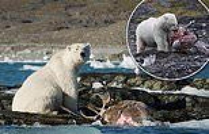 Moment a polar bear hunts and feasts on a reindeer is seen in first-ever footage
