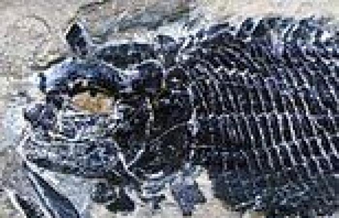 Oldest specimens of an extinct bony fish that lived 244 million years ago are ...