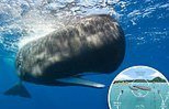 Humans could soon TALK to whales: AI is learning to decode clicking sounds made ...