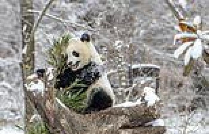 Why giant pandas are black and white: Bears evolved distinctive markings to ...
