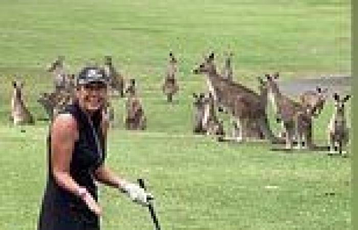 Only in Australia: Kangaroos stun golfers on the Gold Coast as they park ...