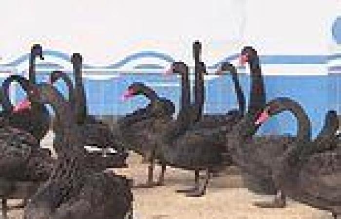 North Korea pushes 'delicious' BLACK SWAN meat and claims it is 'exceptional ...