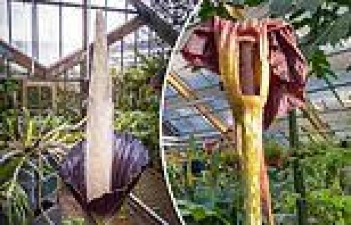 Rare 'penis plant' blossoms for first time in nearly 25 years and then ...