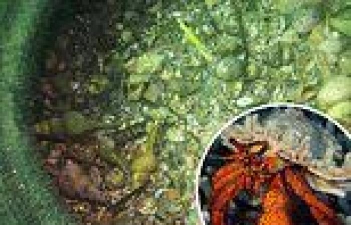 Hermit crabs getting stuck in tires on the sea floor in 'ghost fishing' that ...