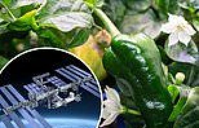 NASA has successfully grown and harvested green peppers on the ISS and made ...