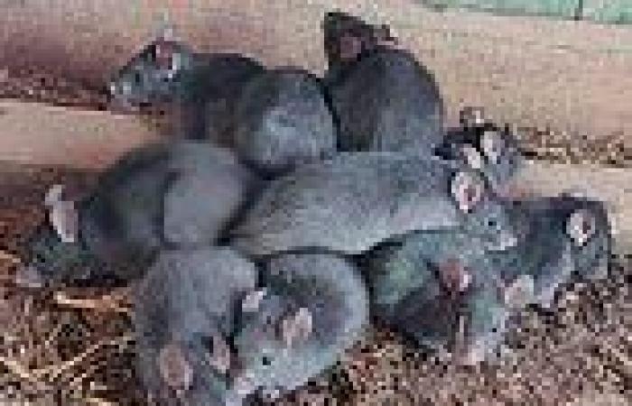 Gruesome 'rat king' made up of 13 rodents whose tails were intertwined is ...