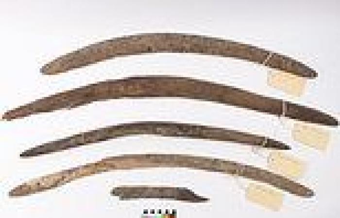 Boomerangs were used for diverse range of activities, study finds
