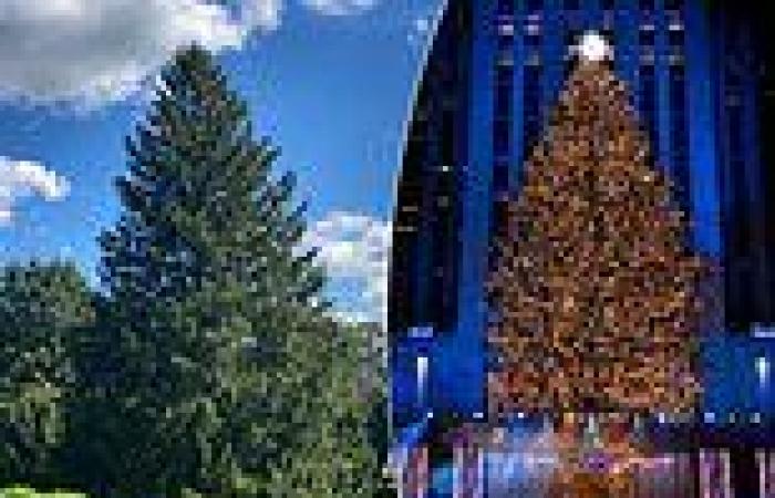 Rockefeller Christmas Tree coming from Maryland, 79-ft Spruce donated from ...