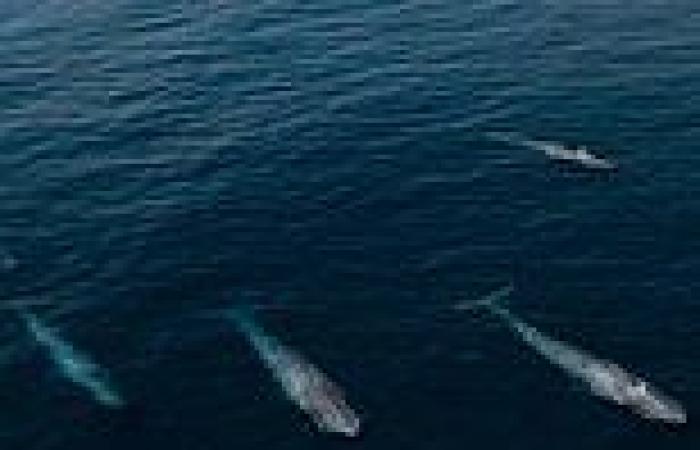 Four of the world's largest animals stun onlookers off the coast of Western ...