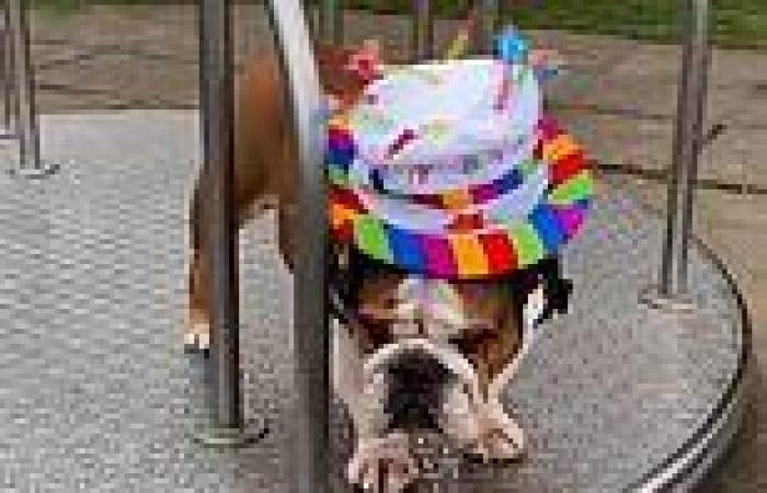 Take me for a spin! Bulldog insists on riding on a roundabout every time he ...