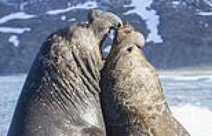 Two male elephant seals barge and bite each other in heavyweight battle to ...