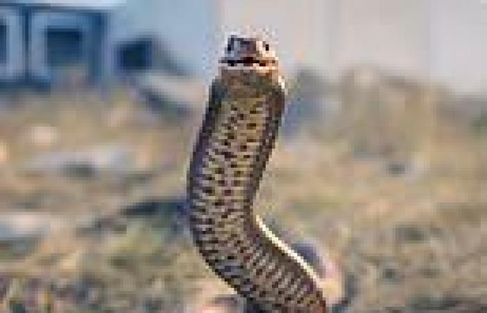 Frightening moment family spot Australia's deadliest snake swimming through a ...