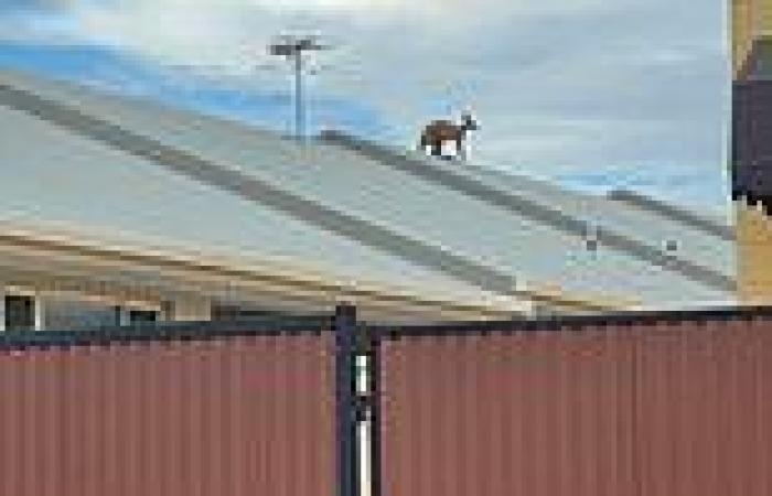 Mystery as kangaroo gets stuck on a family's roof in Mount Isa, Queensland