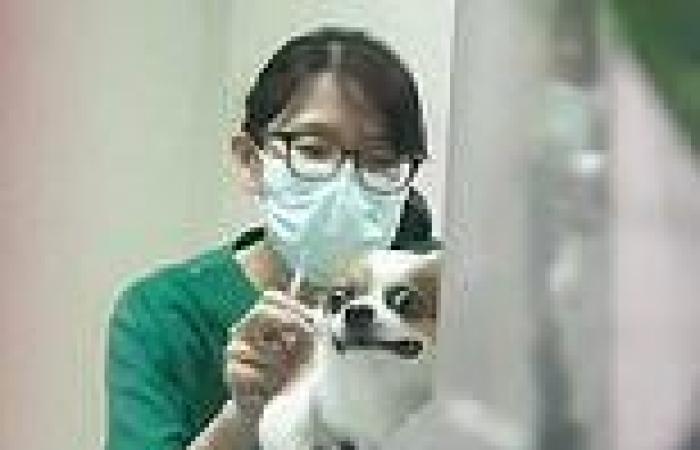 Chihua-argh! Pet dog makes hilarious face while receiving vaccination jab as ...