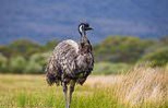 HSC 2021 maths exam confuses students with question on emus and goannas