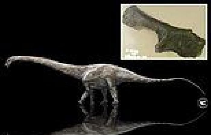 Supersaurus was the longest dinosaur to walk the Earth, measuring 140 feet from ...