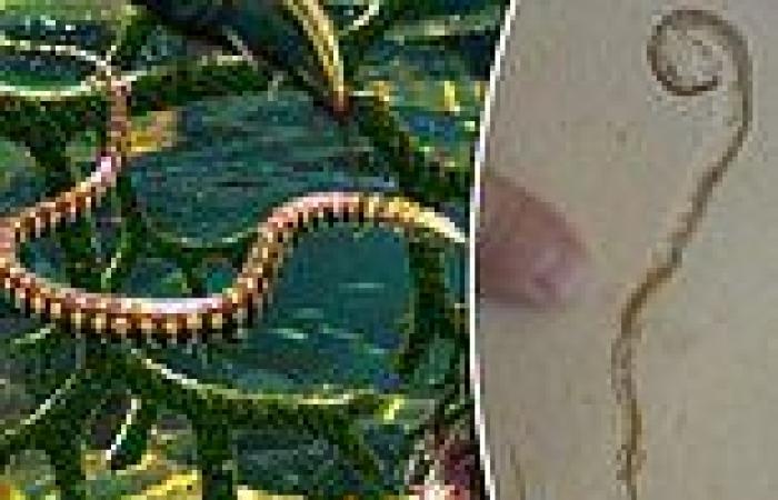 Ancient four legged creature thought to be the link between snakes and lizards ...