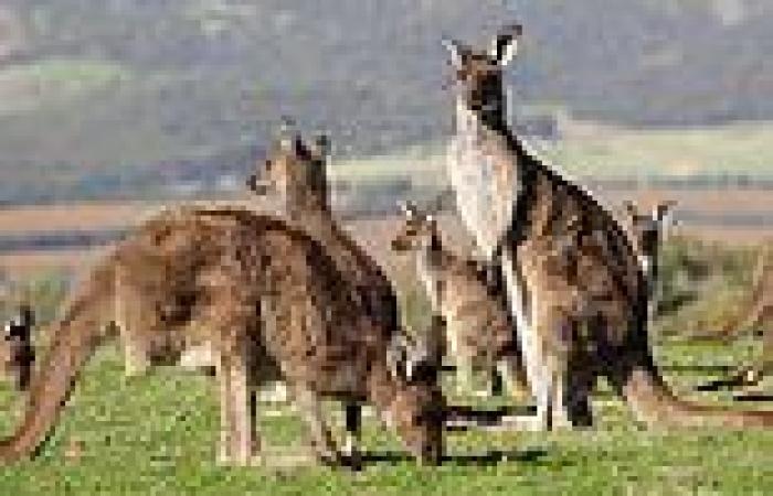 Three hundred kangaroos set to be slaughtered as part of 'money-saving plan'