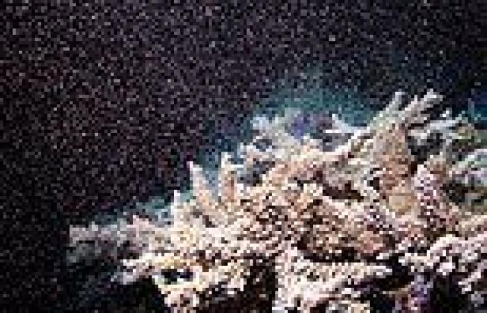 Coral spawning on the Great Barrier Reef shows the natural wonder is ...