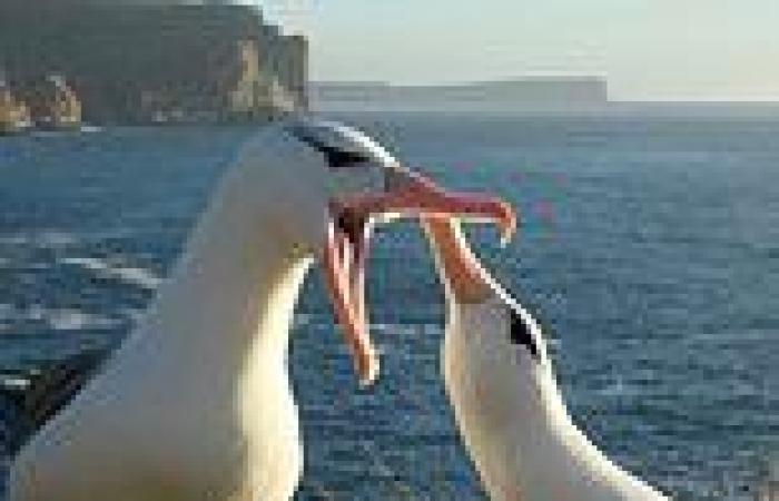 Albatrosses: Birds known for monogamy splitting up as a result of climate ...
