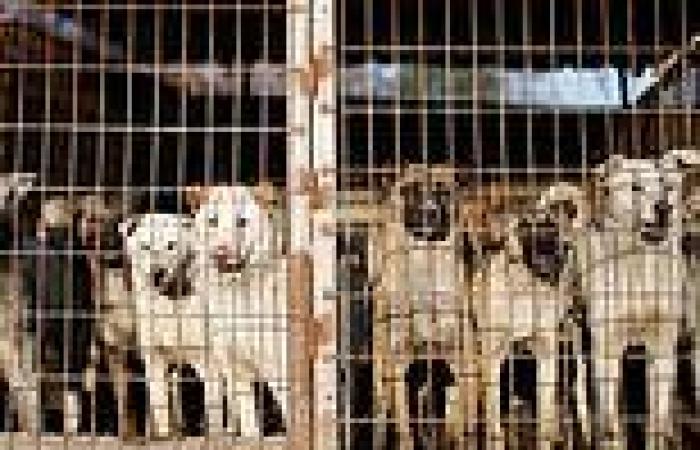 South Korea considers ban on eating dog meat as it launches taskforce