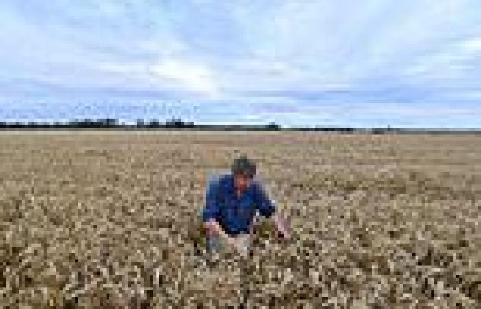 ABARES Australian crops hit RECORD high