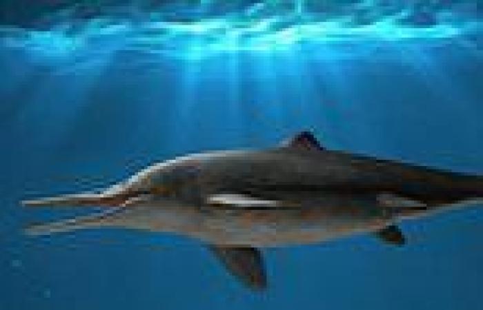 Fossils: Huge swordfish-like creature swam the waters of what is now Colombia ...