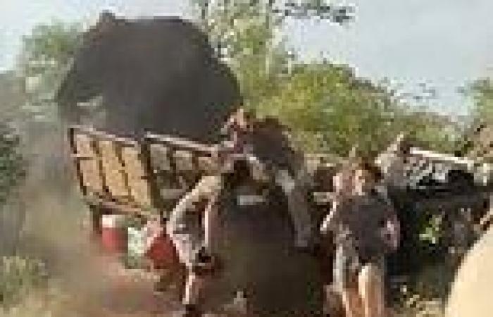 Video shows sex-crazed bull elephant charging trainee safari guides in South ...