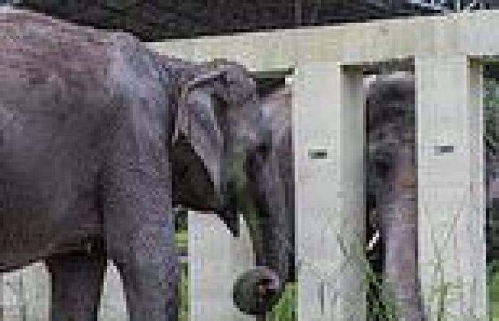 Kaavan the world's loneliest elephant makes new friends in his new Cambodian ...
