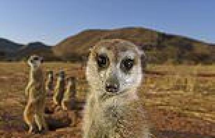 Time for my close-up! Curious meerkat among Wildlife Photo of the Year awards