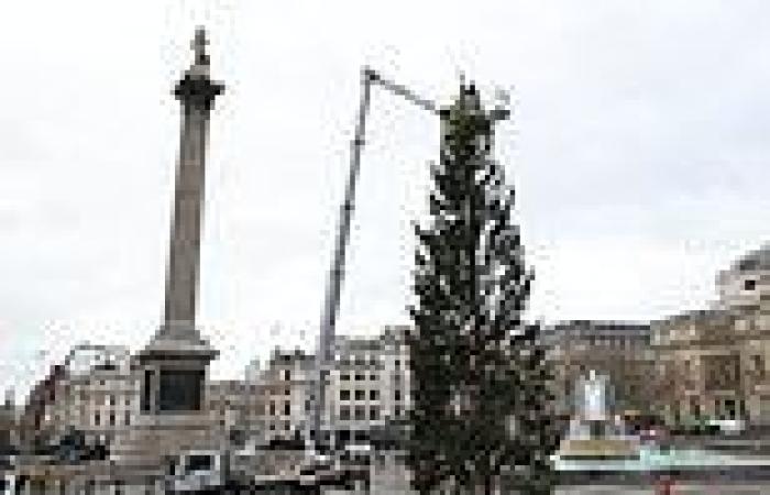 Londoners are nonplussed by the 'half dead' Trafalgar Square Christmas tree 