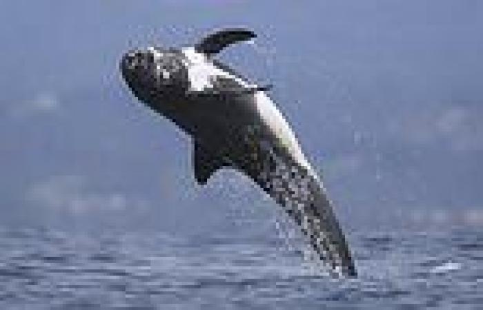 Nature: Risso's dolphins perform twisting dives that let them 'drill' deep ...