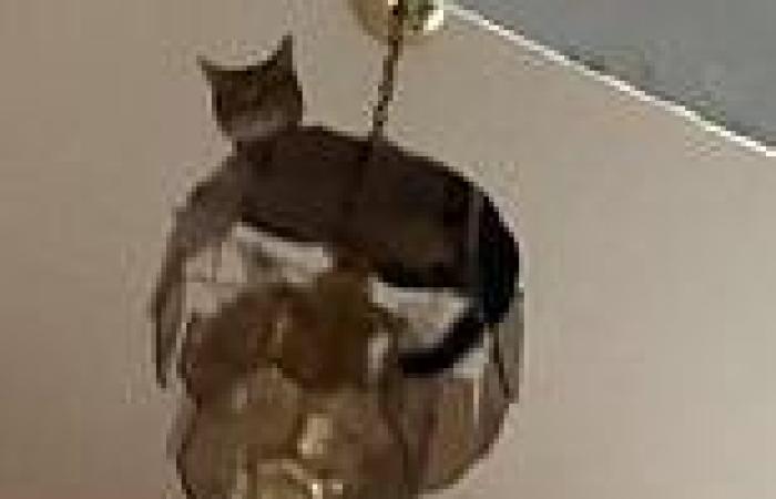 Daredevil cat called Tiger Lilly sends glass flying as it swings from a ...