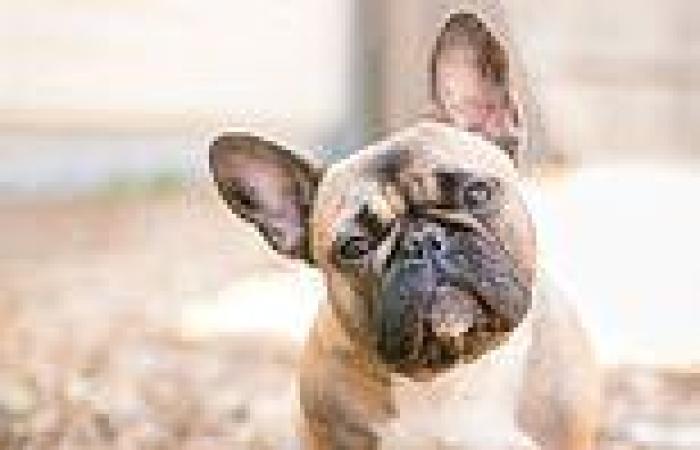French bulldogs bred with 'deformed' flat faces will be penalised at dog shows