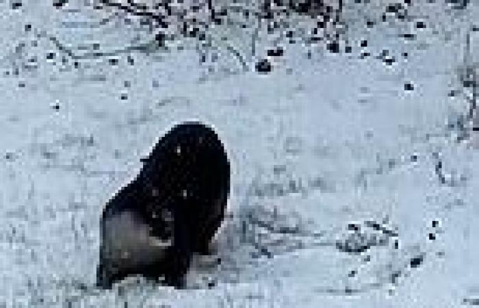 Otter delight! Moment a playful otter rolls frolics in fresh snow in ...