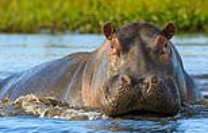 Belgium zoo confirms two hippos test positive for Coronavirus in first recorded ...