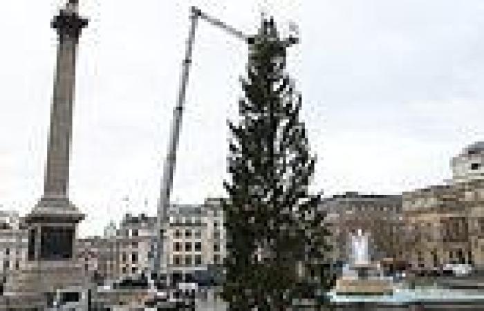 Norway hits back at 'ungrateful' Londoners over spindly Christmas tree