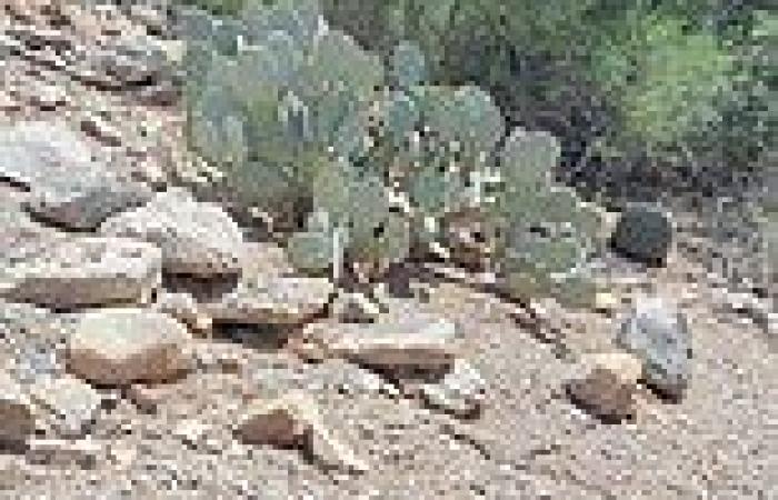 Arizona reptile expert shares photo of potentially lethal creature hidden ...