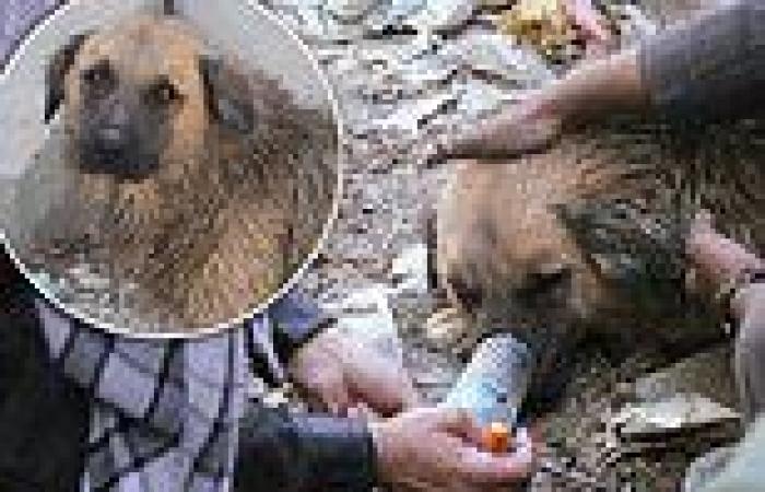 Heroin dogs of Kabul: Photos show homeless addicts feeding the local strays ...