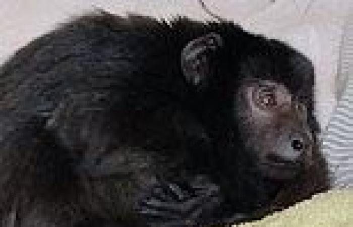 Moment crippled monkey tries to walk after being rescued from a cupboard by ...